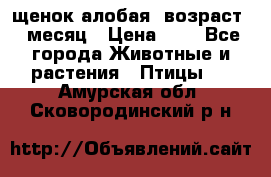 щенок алобая .возраст 1 месяц › Цена ­ 7 - Все города Животные и растения » Птицы   . Амурская обл.,Сковородинский р-н